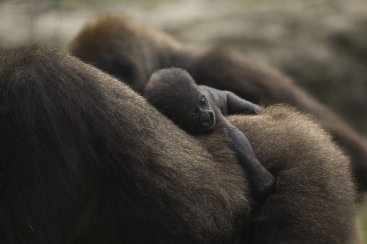 40 stunning photos of wild animals that cause delight