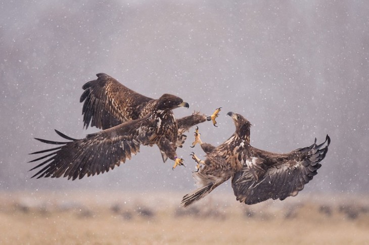 40 stunning photos of wild animals that cause delight