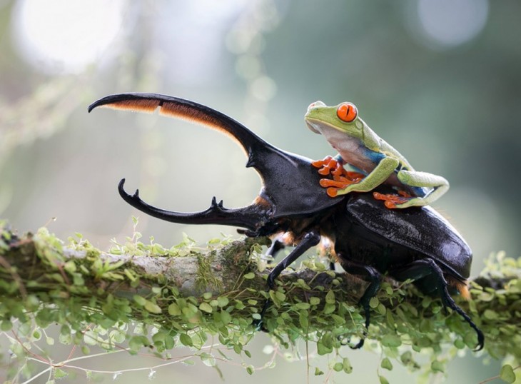 40 stunning photos of wild animals that cause delight