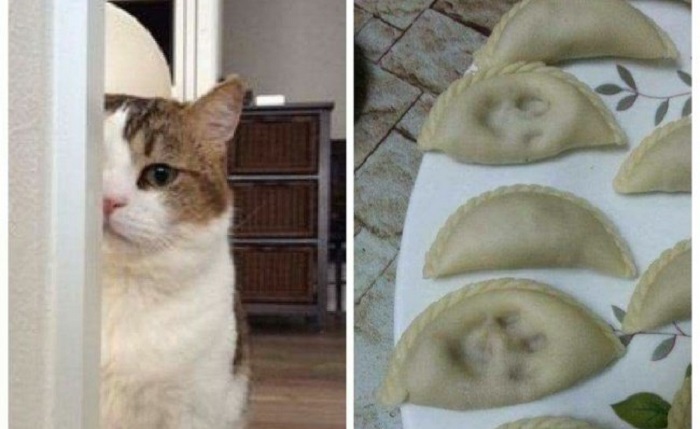 Charming cats who decided to break the system, 25 photos