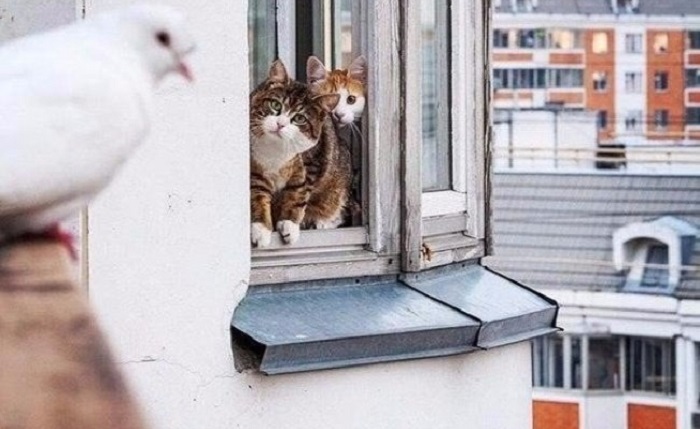 Charming cats who decided to break the system, 25 photos