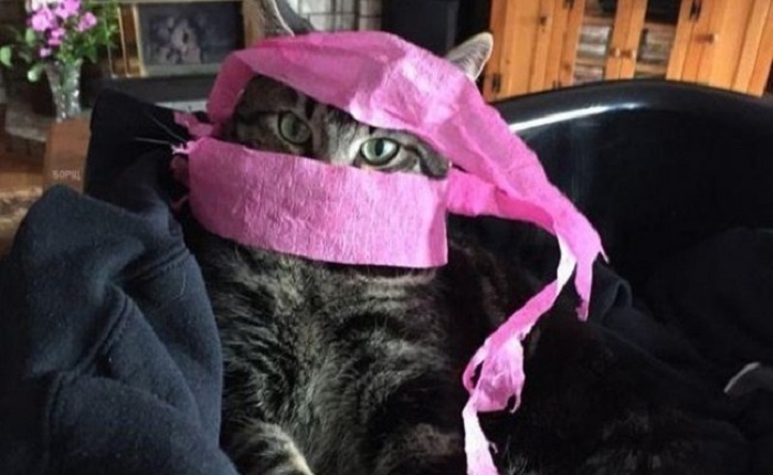 Charming cats who decided to break the system, 25 photos