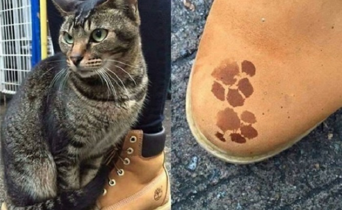 Charming cats who decided to break the system, 25 photos