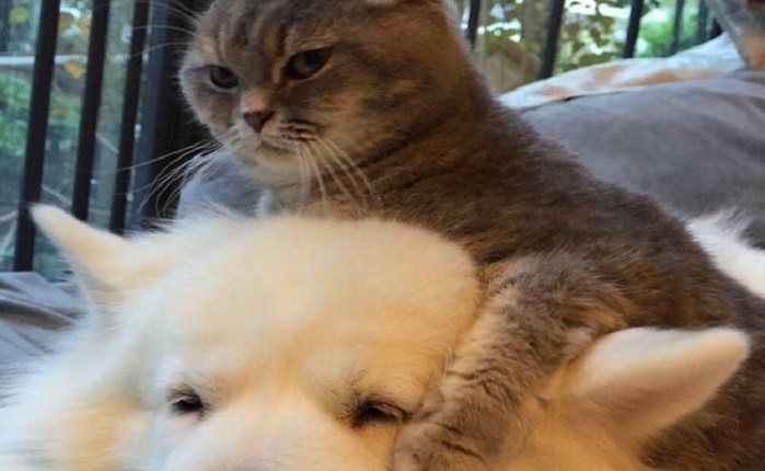 Charming cats who decided to break the system, 25 photos