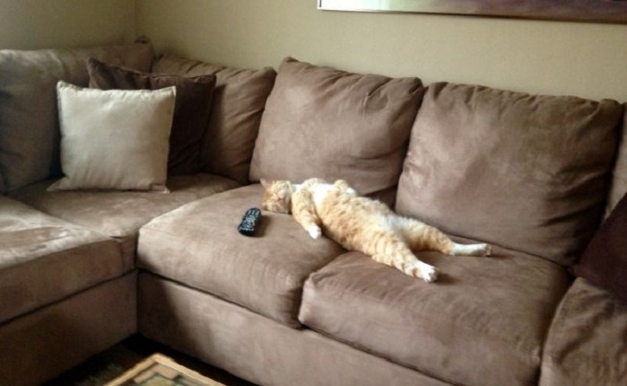 Charming cats who decided to break the system, 25 photos
