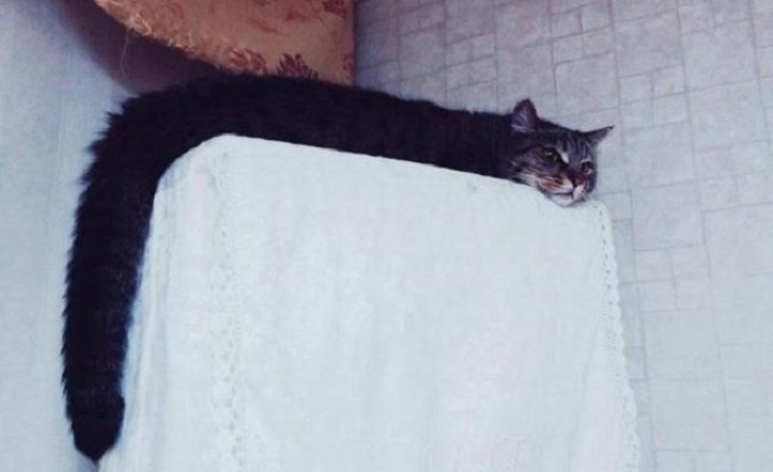 Charming cats who decided to break the system, 25 photos