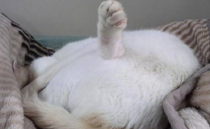 Charming cats who decided to break the system, 25 photos