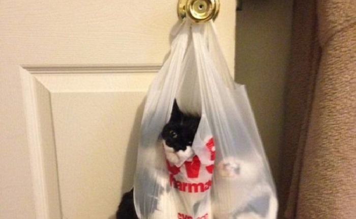 Charming cats who decided to break the system, 25 photos