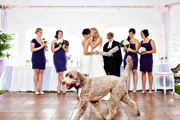 28 spoiled, but very funny wedding photos