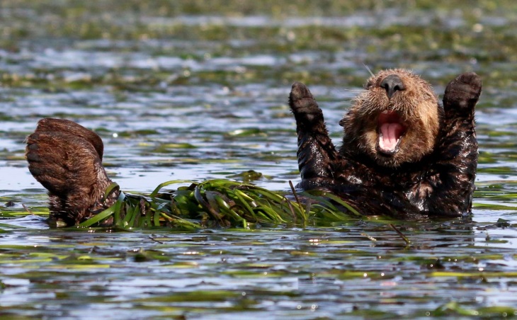 25 Funny Pictures of Wild Animals