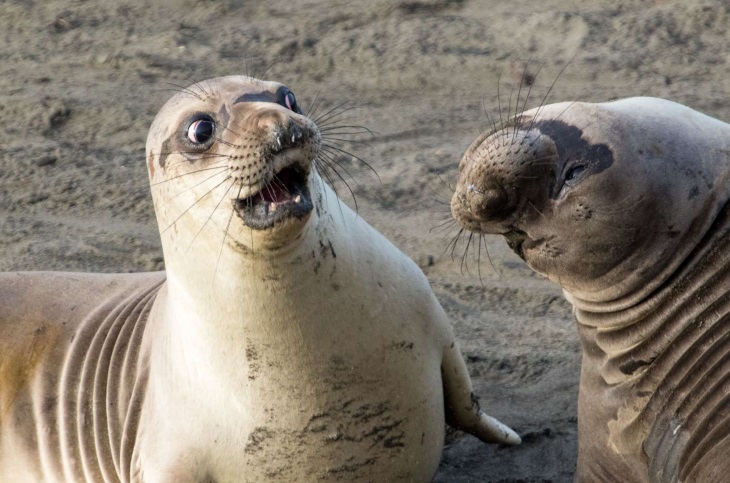 25 Funny Pictures of Wild Animals