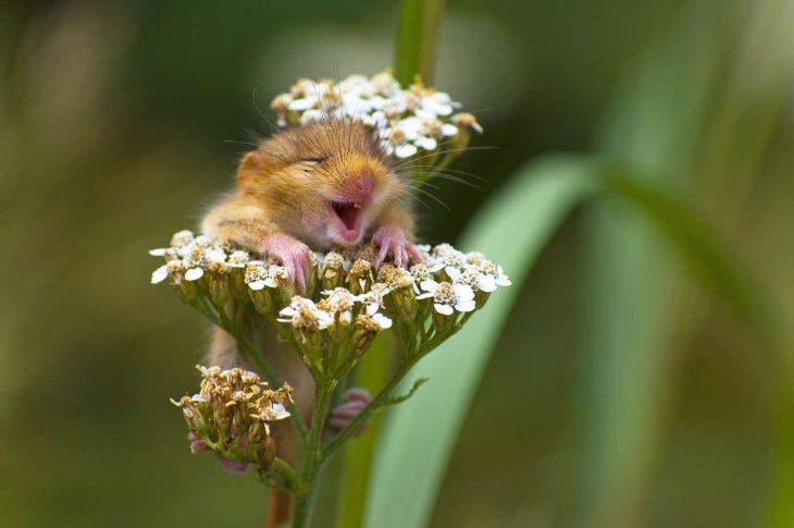 25 Funny Pictures of Wild Animals