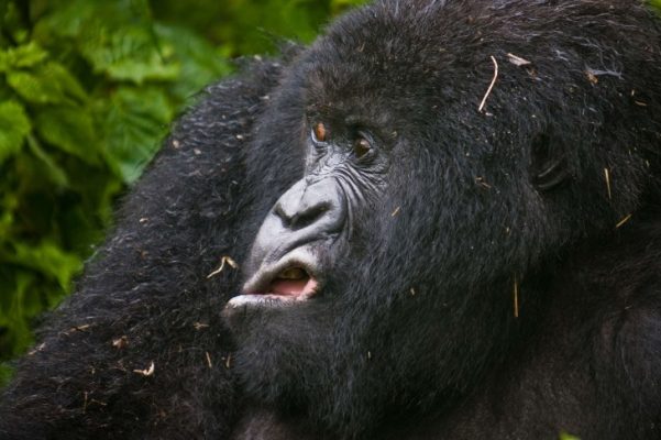 25 Funny Pictures Of Wild Animals Page 5 Of 25 Inpic