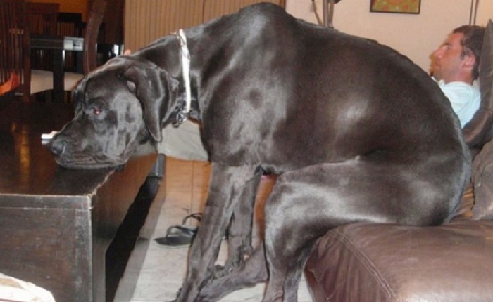 Very large and funny dogs, 20 photos