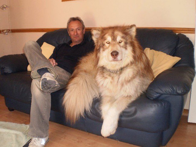 Very large and funny dogs, 20 photos