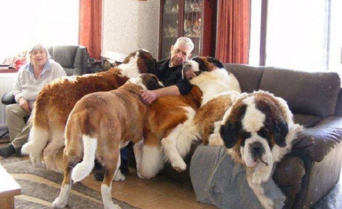 Very large and funny dogs, 20 photos