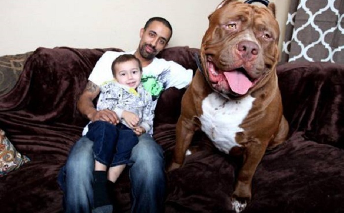 Very large and funny dogs, 20 photos