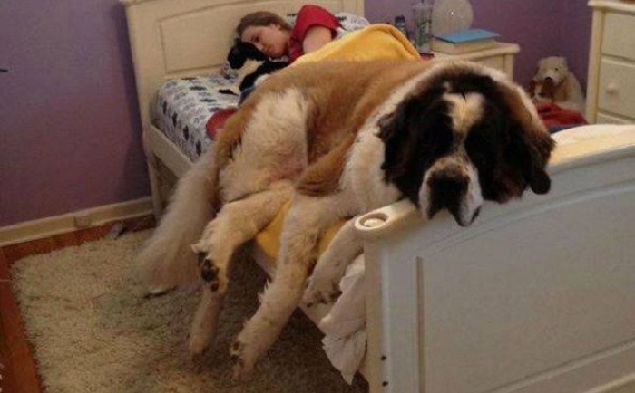 Very large and funny dogs, 20 photos