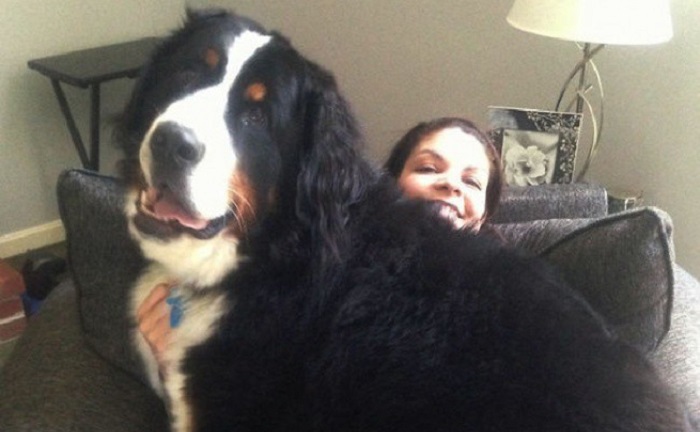 Very large and funny dogs, 20 photos