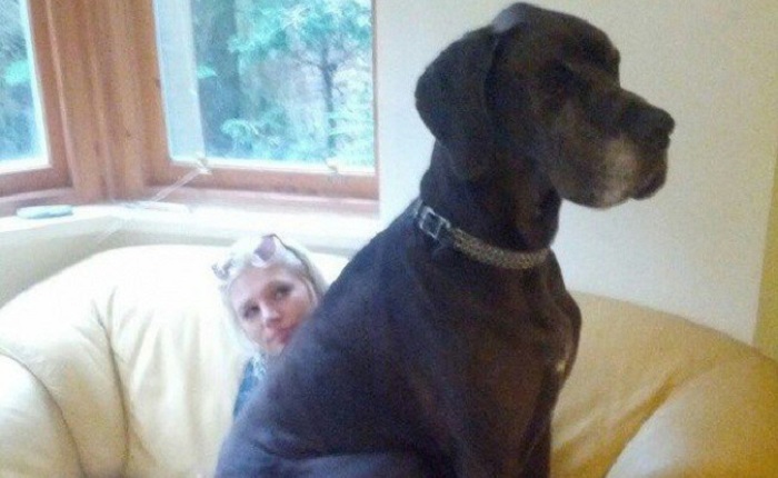 Very large and funny dogs, 20 photos