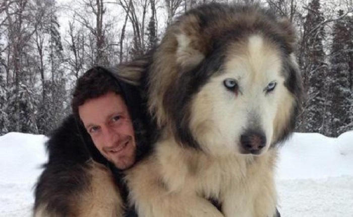 Very large and funny dogs, 20 photos