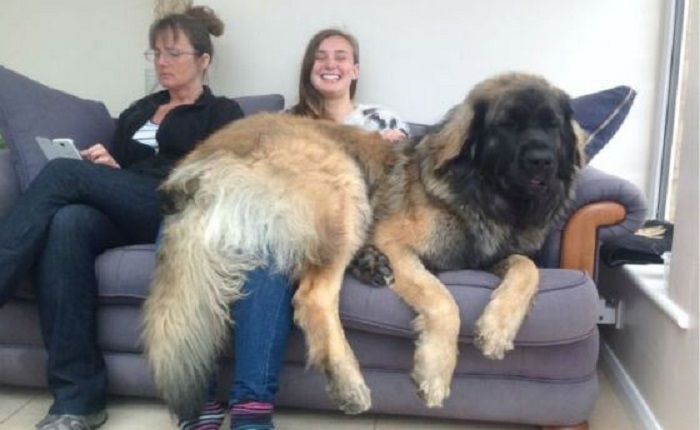 Very large and funny dogs, 20 photos