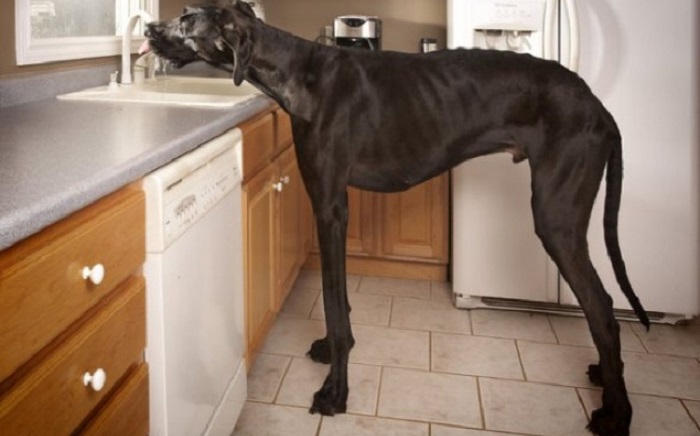 Very large and funny dogs, 20 photos