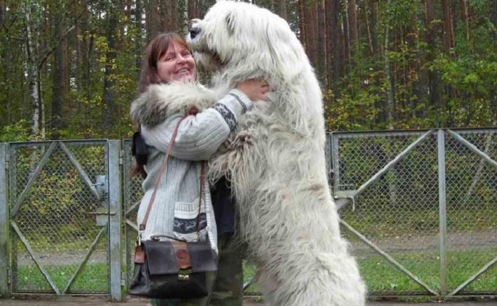 Very large and funny dogs, 20 photos