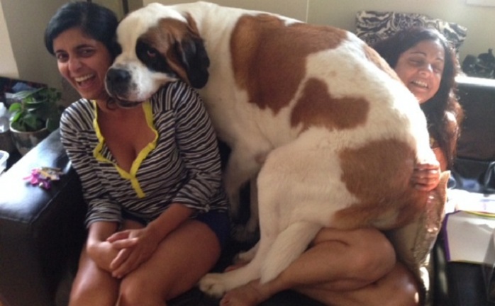 Very large and funny dogs, 20 photos