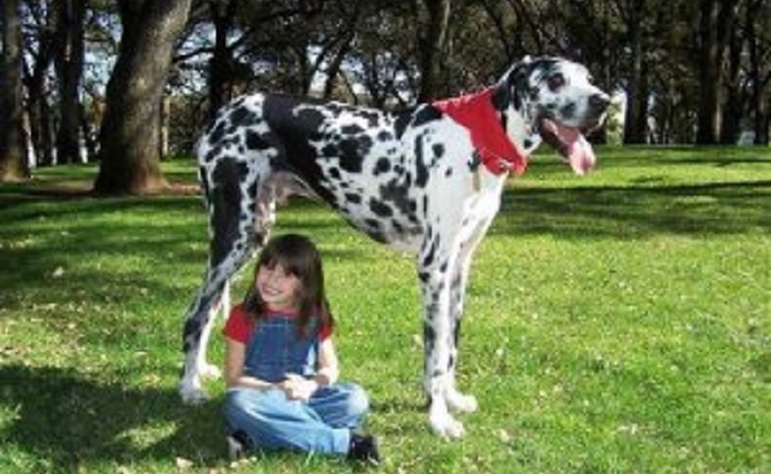 Very large and funny dogs, 20 photos