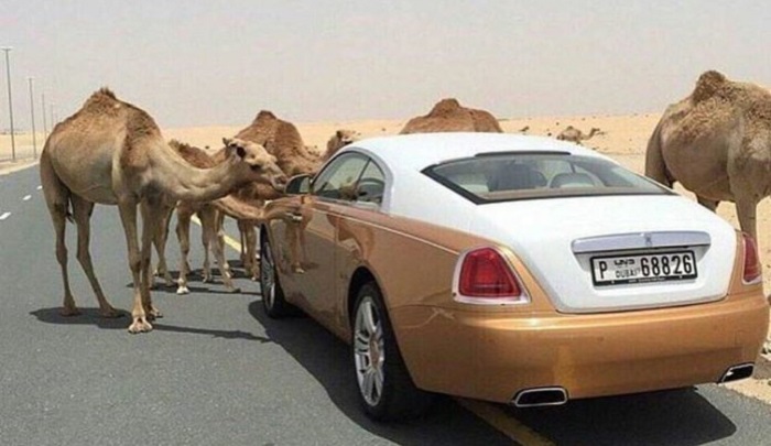 Indecently rich and luxurious Dubai, 25 photos