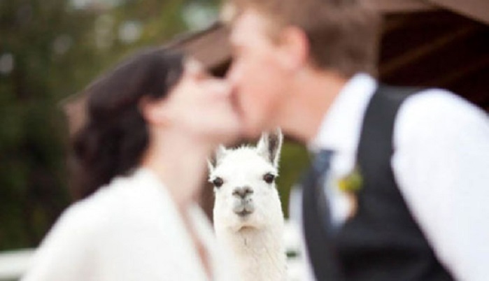 20 funny and unusual wedding photos