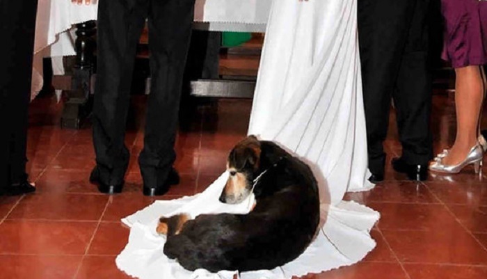 20 funny and unusual wedding photos