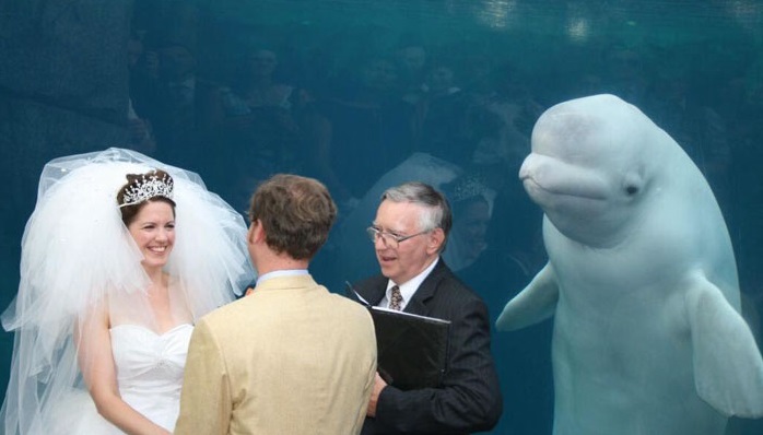 20 funny and unusual wedding photos