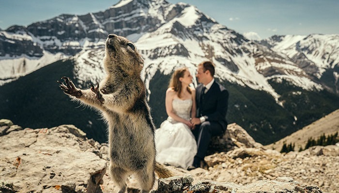 20 funny and unusual wedding photos