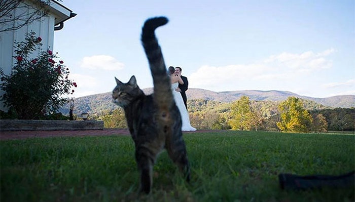 20 funny and unusual wedding photos