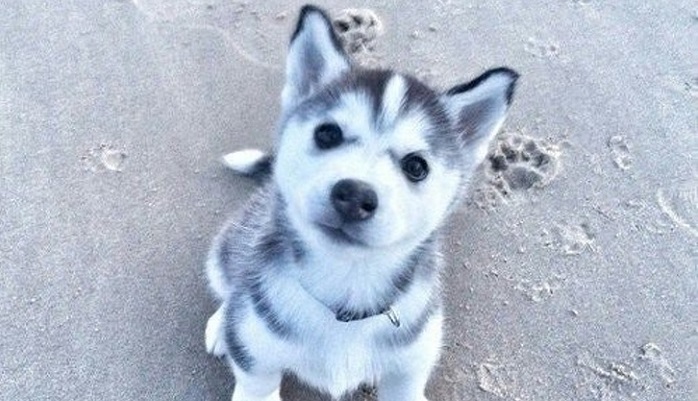 Husky: the most lovely dogs, 23 photos