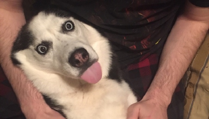 Husky: the most lovely dogs, 23 photos