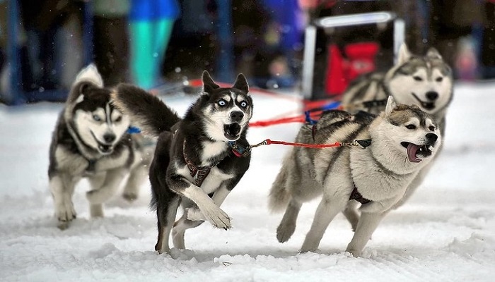 Husky: the most lovely dogs, 23 photos
