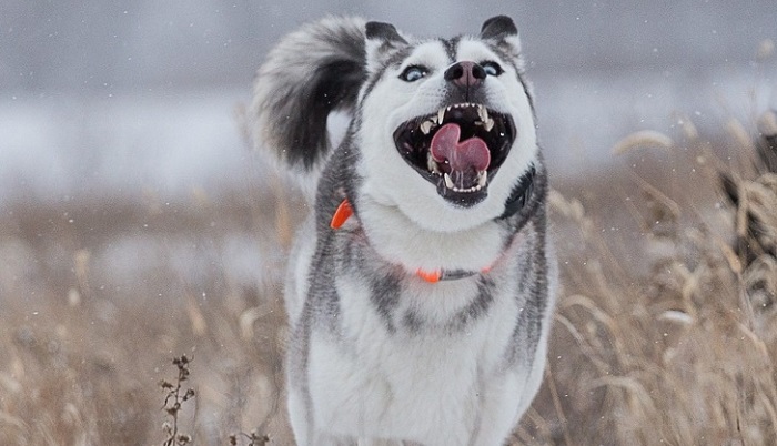 Husky: the most lovely dogs, 23 photos