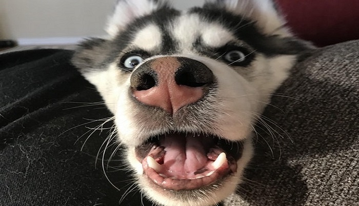 Husky: the most lovely dogs, 23 photos