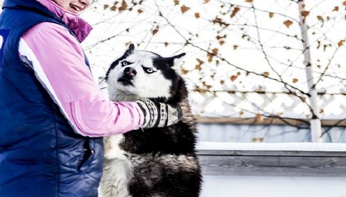 Husky: the most lovely dogs, 23 photos