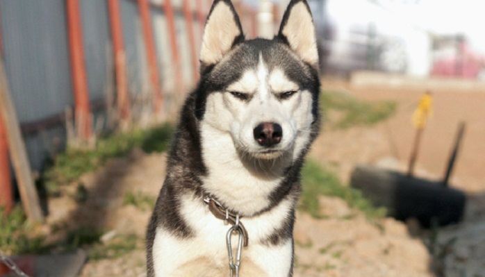 Husky: the most lovely dogs, 23 photos