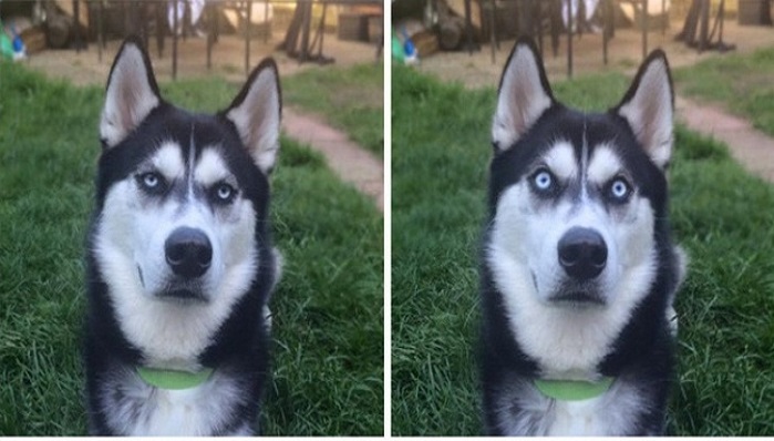 Husky: the most lovely dogs, 23 photos