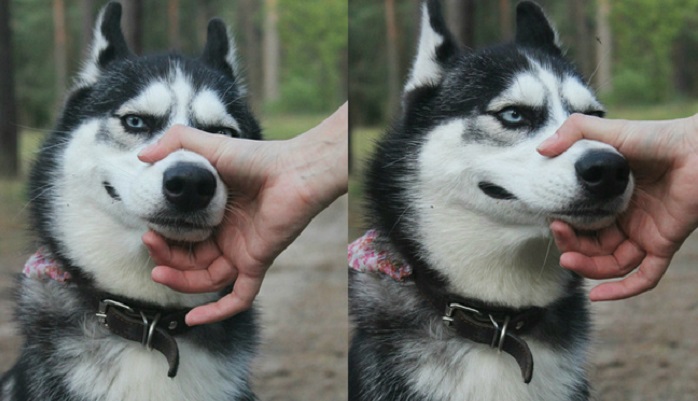 Husky: the most lovely dogs, 23 photos