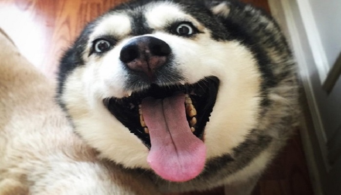 Husky: the most lovely dogs, 23 photos