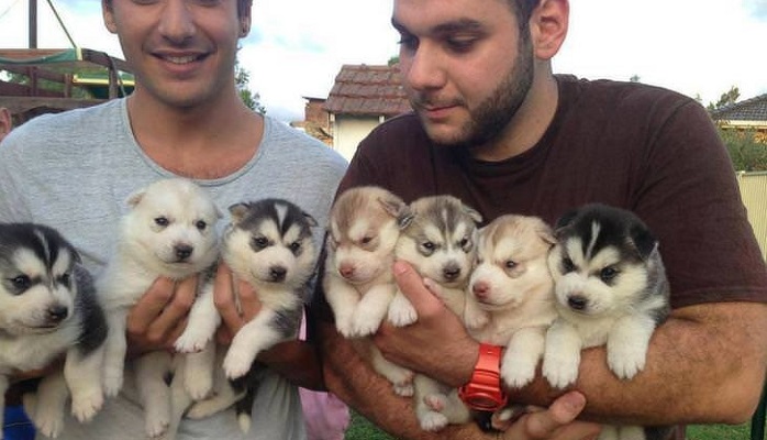 Husky: the most lovely dogs, 23 photos