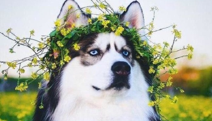 Husky: the most lovely dogs, 23 photos