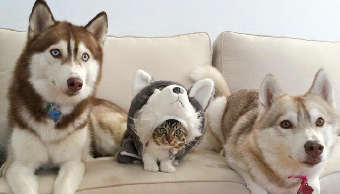 Husky: the most lovely dogs, 23 photos