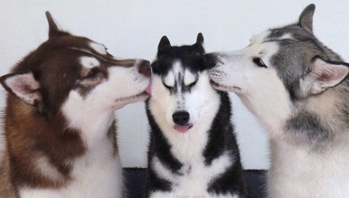 Husky: the most lovely dogs, 23 photos